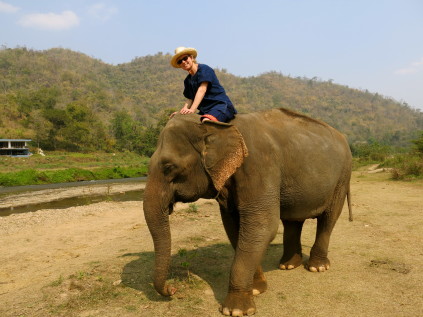elephant_chaing mai_thailand