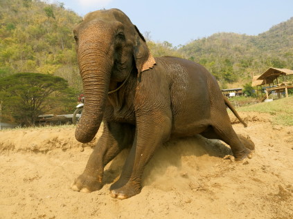 elephant_chiang mai_thailand