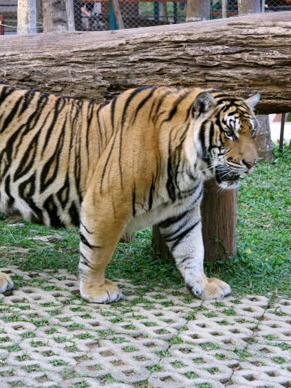 tiger kingdom_chiang mai_thailand
